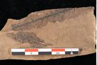 Foto (Detailansicht) von Sphaeria interpungens Heer (NHMW-GEO-2024-0188-0017)